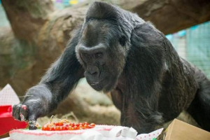 A világ legrégebbi gorillája 59 évet fordított